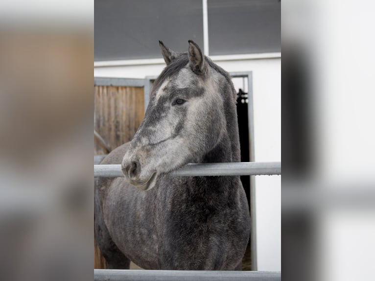 German Sport Horse Mare 4 years 16 hh Grey-Dapple in Aurach