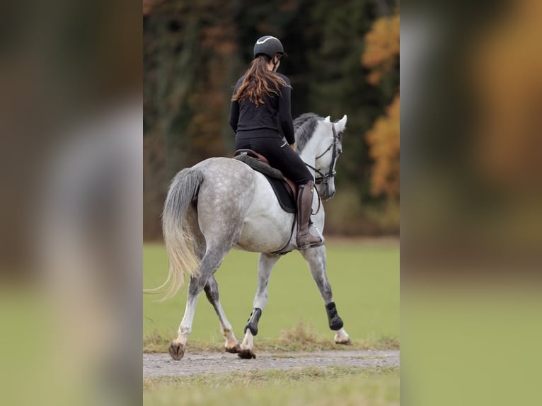 German Sport Horse Mare 4 years 16 hh Grey-Dapple in Schlins