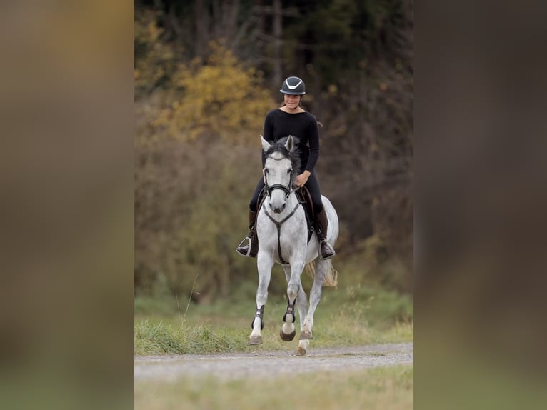 German Sport Horse Mare 4 years 16 hh Grey-Dapple in Schlins