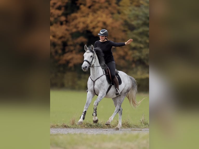 German Sport Horse Mare 4 years 16 hh Grey-Dapple in Schlins