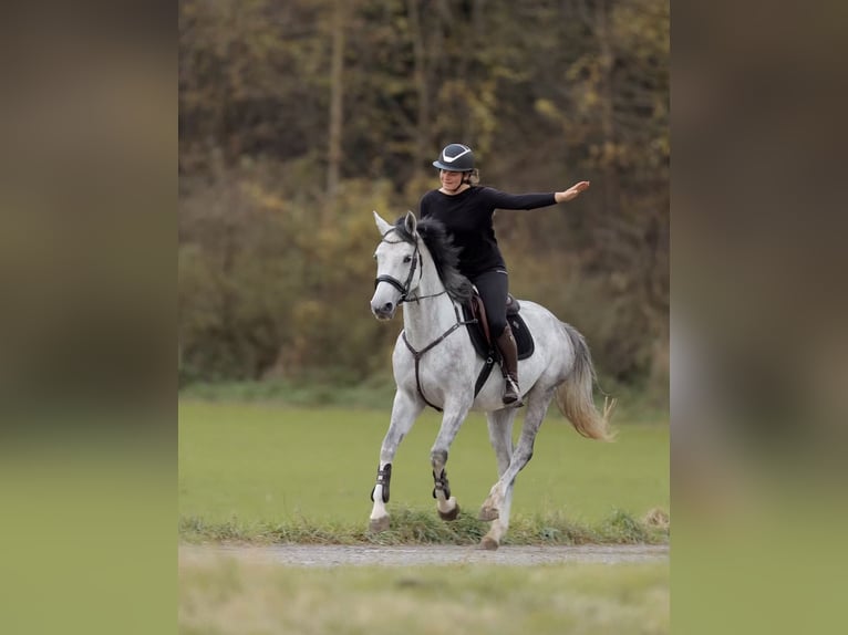 German Sport Horse Mare 4 years 16 hh Grey-Dapple in Schlins