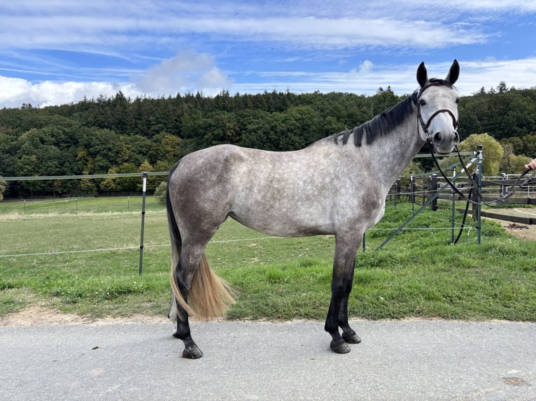German Sport Horse Mare 4 years 16 hh Grey in Hünfelden