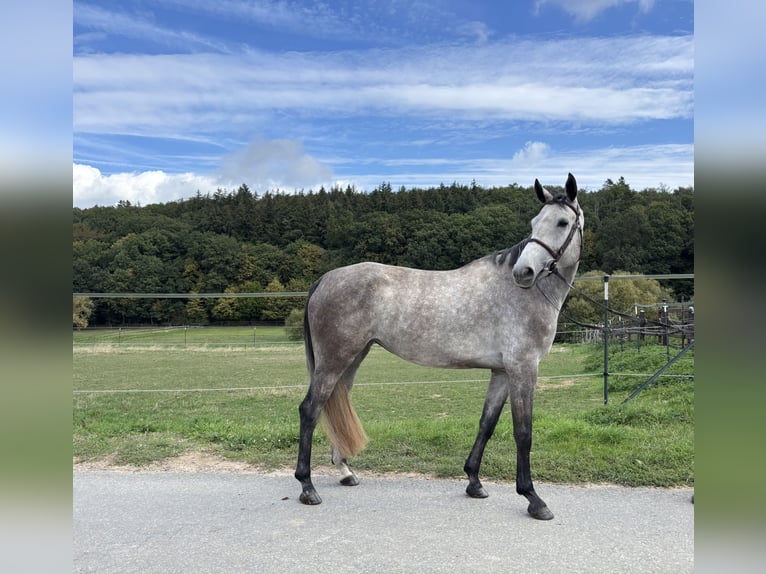 German Sport Horse Mare 4 years 16 hh Grey in Hünfelden