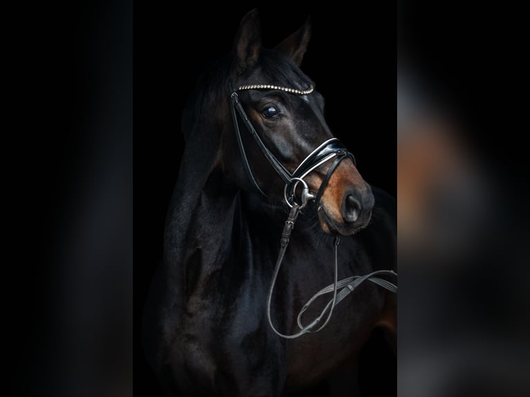 German Sport Horse Mare 4 years 16 hh Smoky-Black in Priestewitz