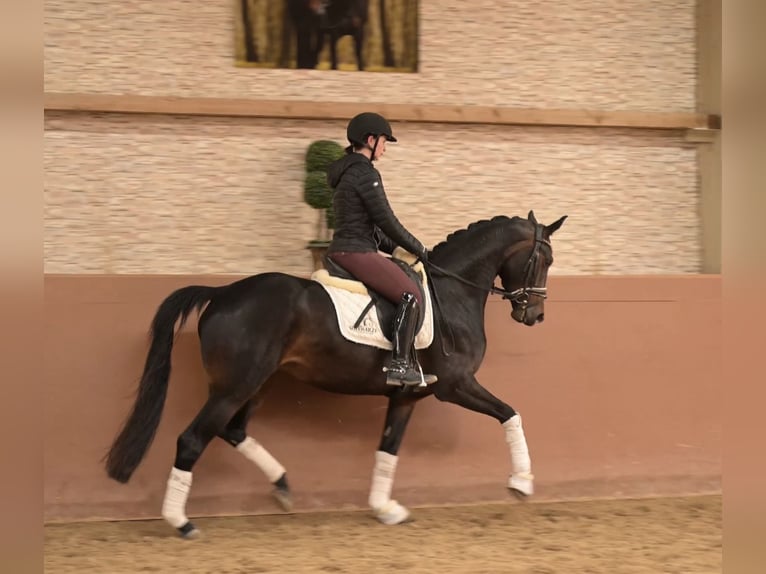 German Sport Horse Mare 4 years 16 hh Smoky-Black in Wehringen