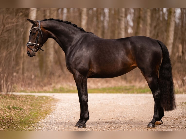 German Sport Horse Mare 4 years 16 hh Smoky-Black in Wehringen