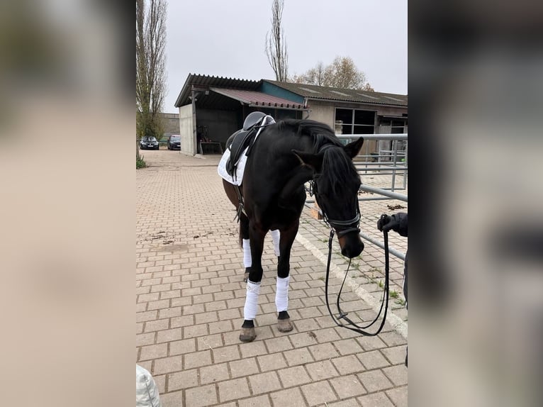 German Sport Horse Mare 4 years 16 hh Smoky-Black in Kleinlangheim