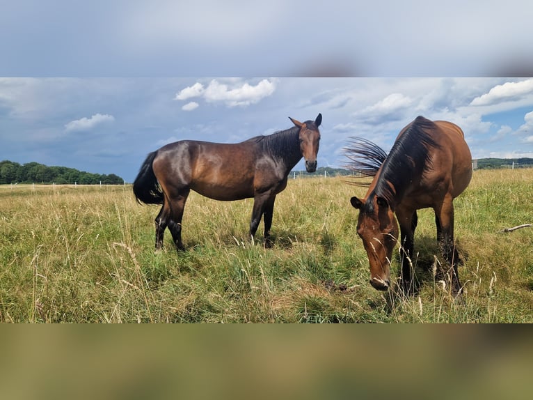 German Sport Horse Mare 4 years 16 hh Smoky-Black in Selters