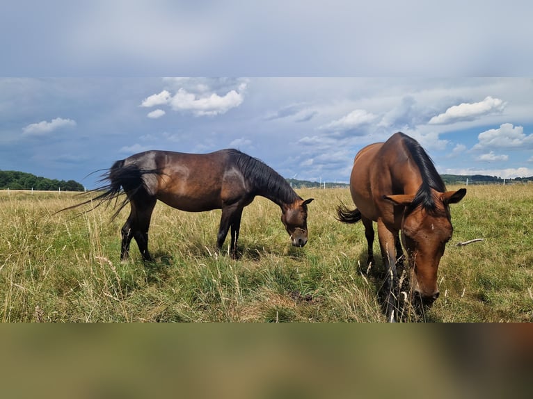 German Sport Horse Mare 4 years 16 hh Smoky-Black in Selters