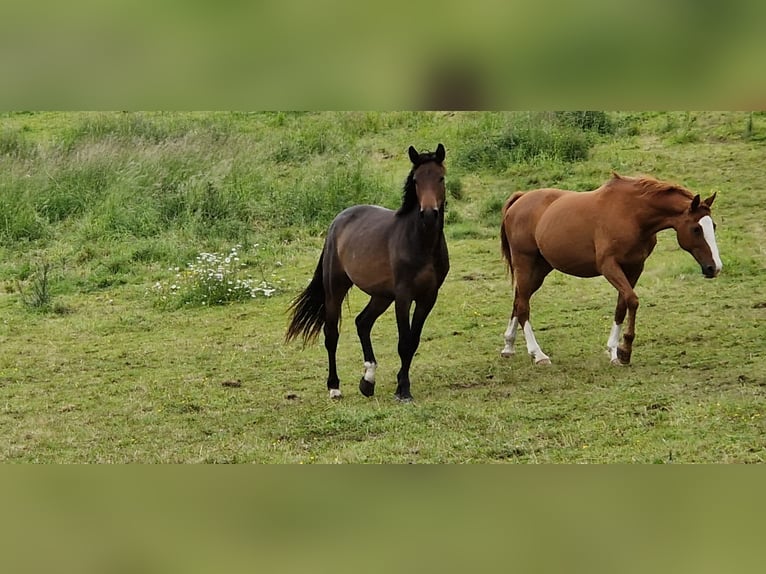 German Sport Horse Mare 4 years 16 hh Smoky-Black in Selters