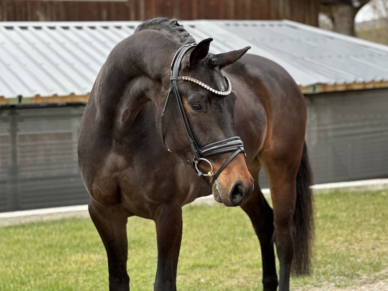 German Sport Horse Mare 4 years 16,1 hh Bay-Dark in Jengen