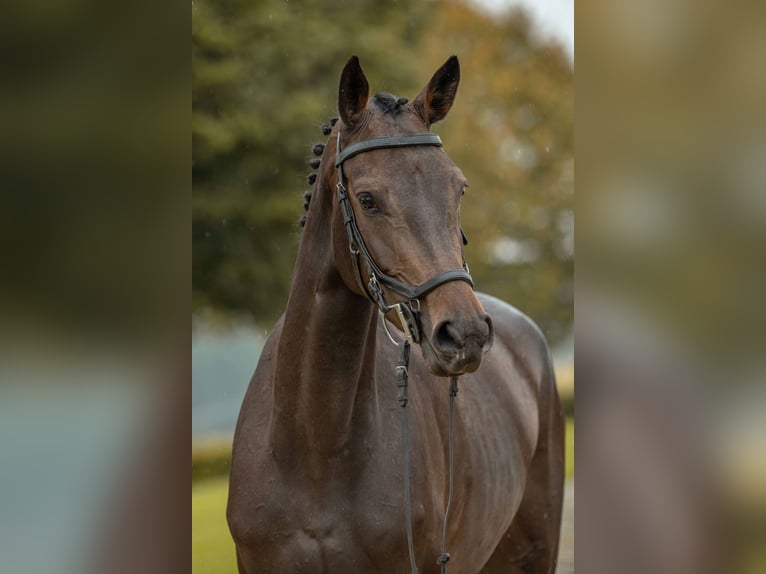 German Sport Horse Mare 4 years 16,1 hh Bay-Dark in Gomadingen