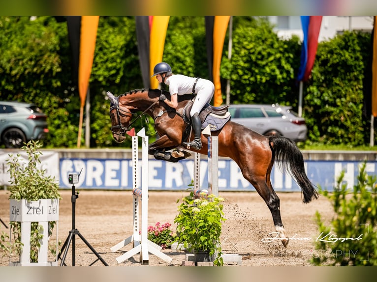 German Sport Horse Mare 4 years 16,1 hh Bay-Dark in Gerstetten