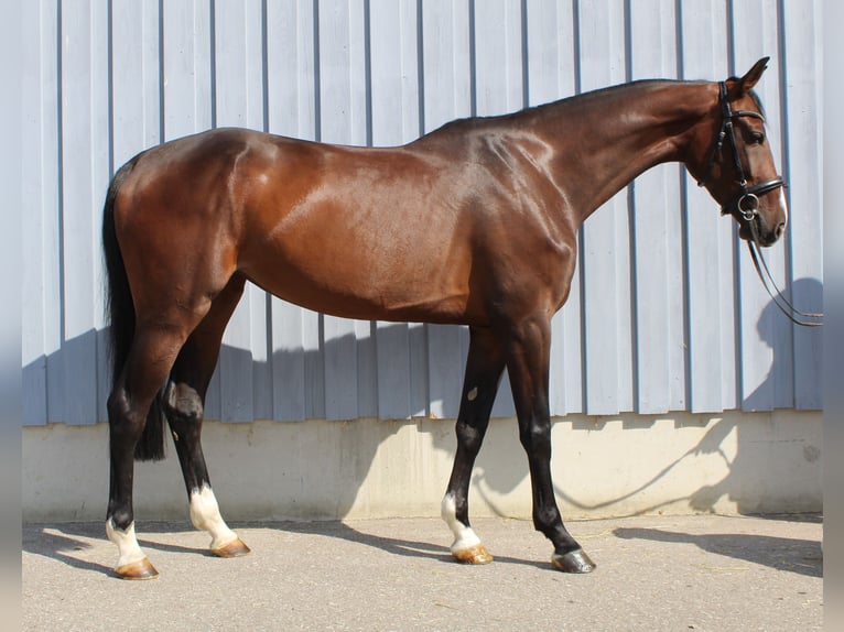 German Sport Horse Mare 4 years 16,1 hh Bay-Dark in Gerstetten
