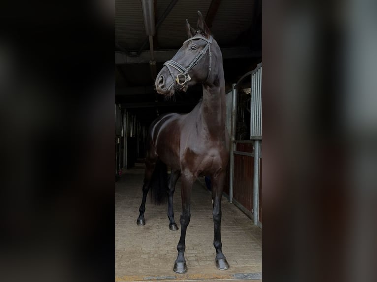 German Sport Horse Mare 4 years 16,1 hh Black in Sch&#xF6;nwalde