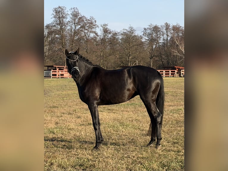 German Sport Horse Mare 4 years 16,1 hh Black in Sch&#xF6;nwalde