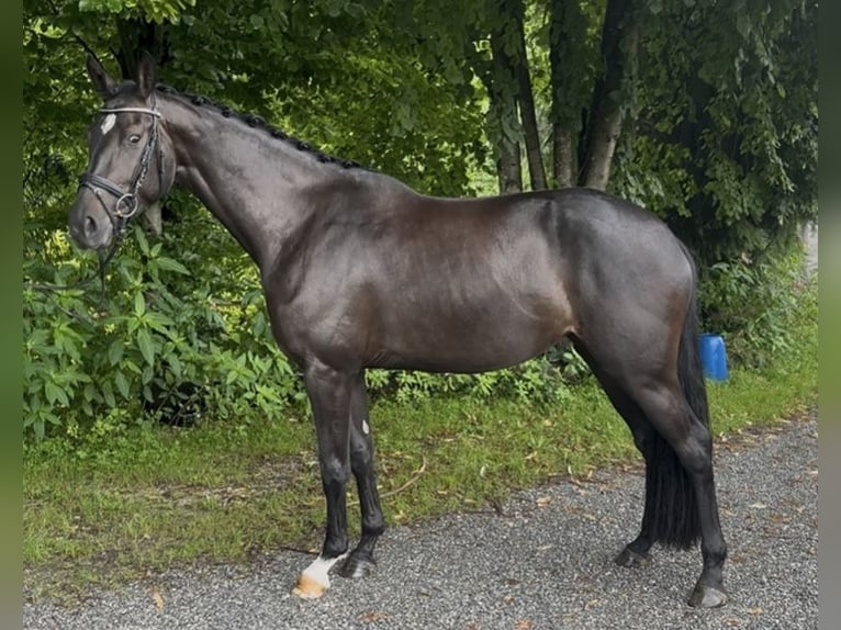 German Sport Horse Mare 4 years 16,1 hh Black in Seehausen am Staffelsee