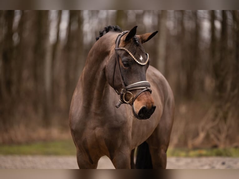 German Sport Horse Mare 4 years 16,1 hh Brown in Wehringen