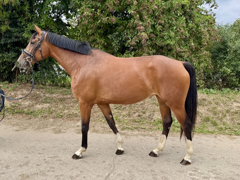 German Sport Horse Mare 4 years 16,1 hh Brown in Grevenbroich
