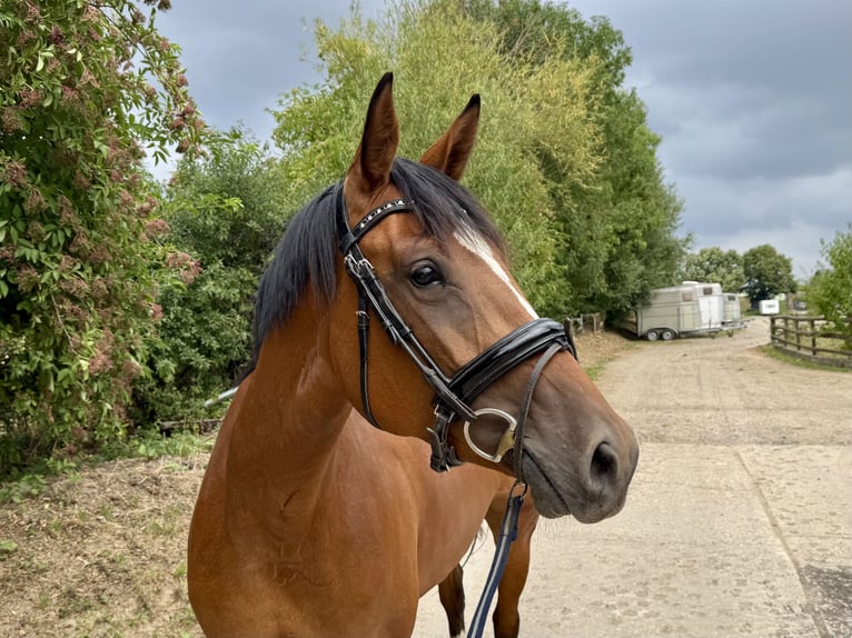 German Sport Horse Mare 4 years 16,1 hh Brown in Grevenbroich