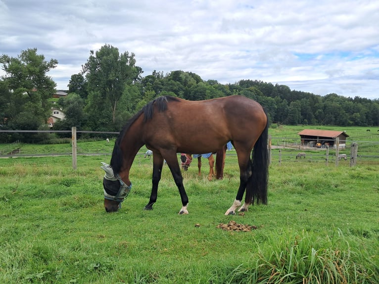 German Sport Horse Mare 4 years 16,1 hh Brown in Bad Aibling