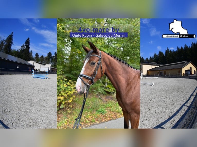 German Sport Horse Mare 4 years 16,1 hh Brown in Gadow