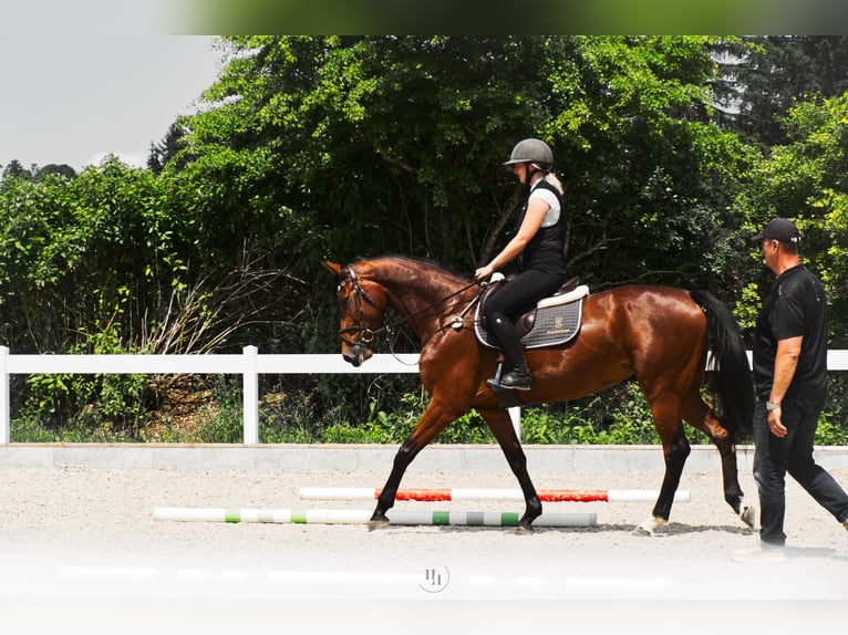 German Sport Horse Mare 4 years 16,1 hh Brown in Peiting German Sport Horse Mare 4 years 16,1 hh Brown in Peiting