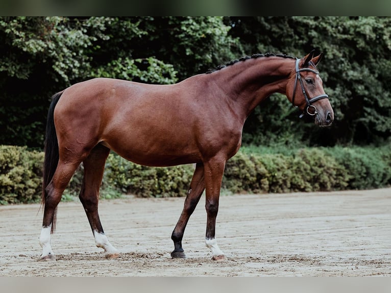 German Sport Horse Mare 4 years 16,1 hh Brown in Riedstadt