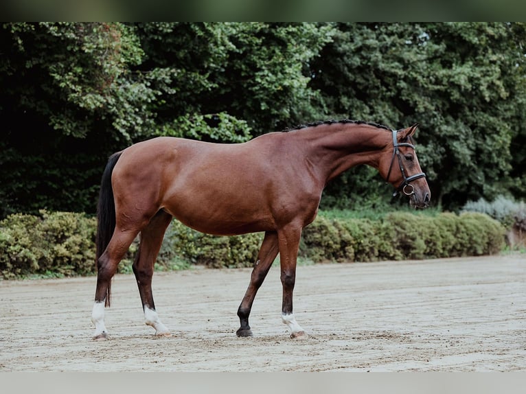German Sport Horse Mare 4 years 16,1 hh Brown in Riedstadt