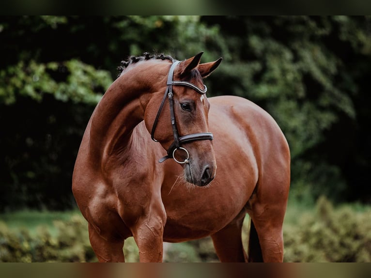 German Sport Horse Mare 4 years 16,1 hh Brown in Riedstadt