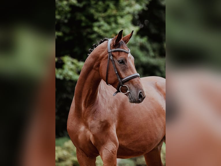 German Sport Horse Mare 4 years 16,1 hh Brown in Riedstadt