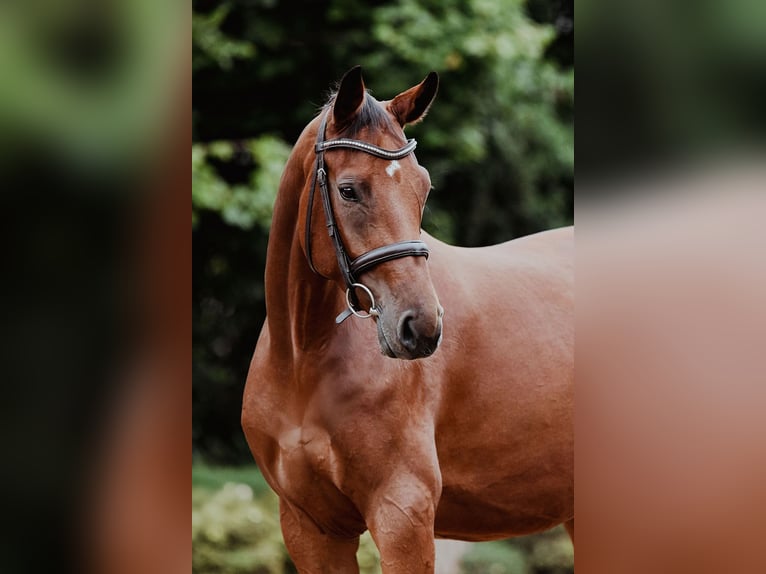 German Sport Horse Mare 4 years 16,1 hh Brown in Riedstadt