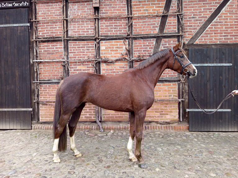 German Sport Horse Mare 4 years 16,1 hh Chestnut in Altmärkische Höhe