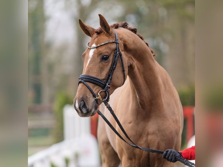 German Sport Horse Mare 4 years 16,1 hh Chestnut in Münster-Handorf