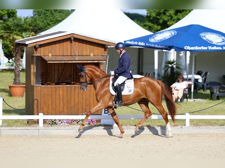 German Sport Horse Mare 4 years 16,1 hh Chestnut-Red in Priestewitz