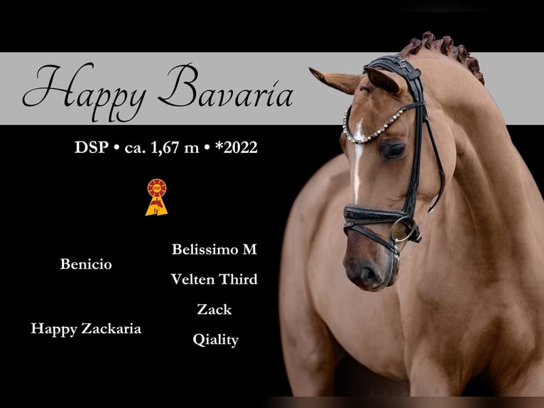 German Sport Horse Mare 4 years 16,1 hh Chestnut-Red in Wehringen