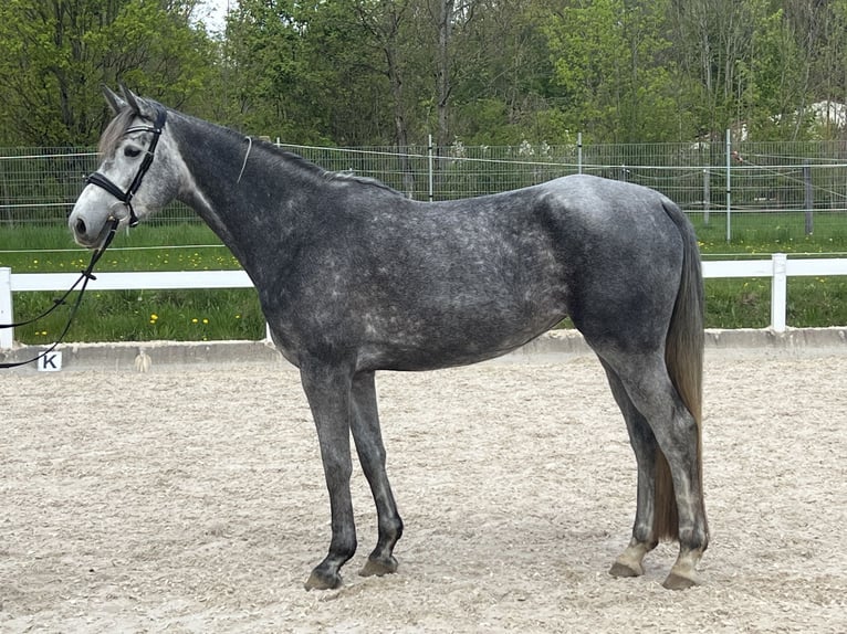 German Sport Horse Mare 4 years 16,1 hh Gray in Metzingen