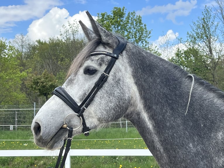 German Sport Horse Mare 4 years 16,1 hh Gray in Metzingen