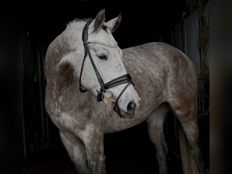 German Sport Horse Mare 4 years 16,1 hh Grey-Dapple in Sch&#xF6;nwalde