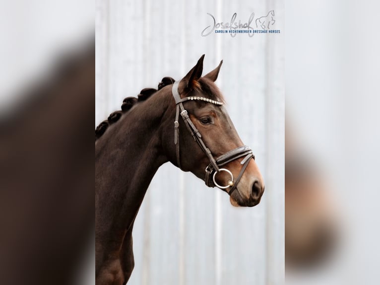 German Sport Horse Mare 4 years 16,1 hh Smoky-Black in Oberstadion