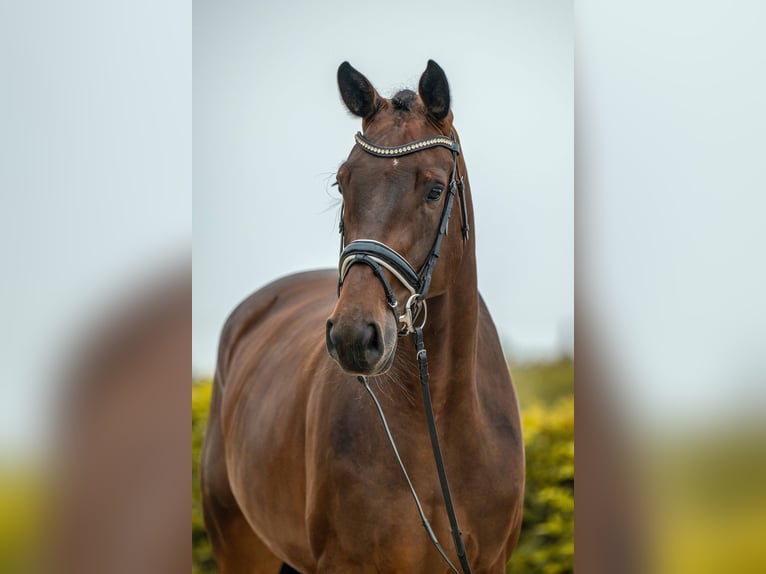 German Sport Horse Mare 4 years 16,2 hh Bay-Dark in Gomadingen