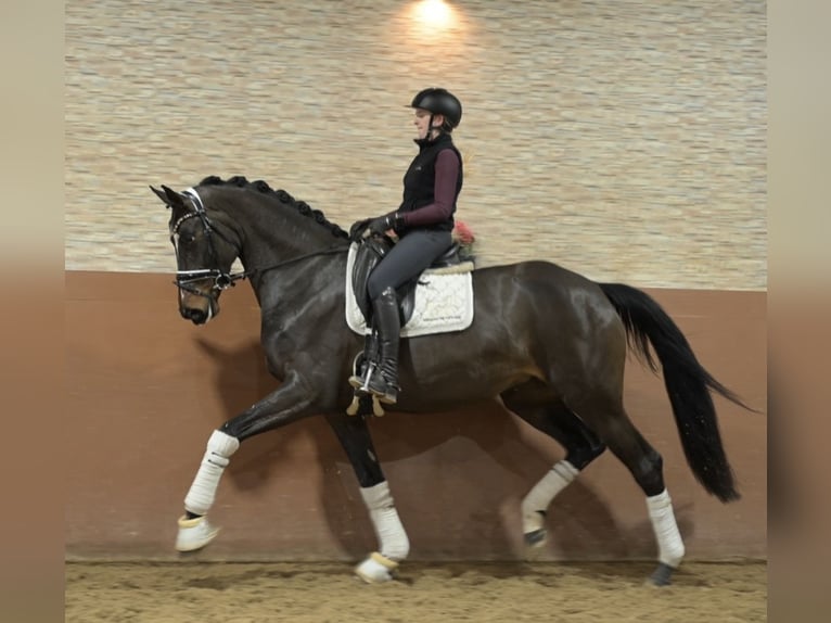 German Sport Horse Mare 4 years 16,2 hh Bay-Dark in Wehringen