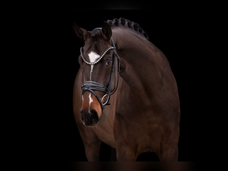 German Sport Horse Mare 4 years 16,2 hh Bay-Dark in Wehringen