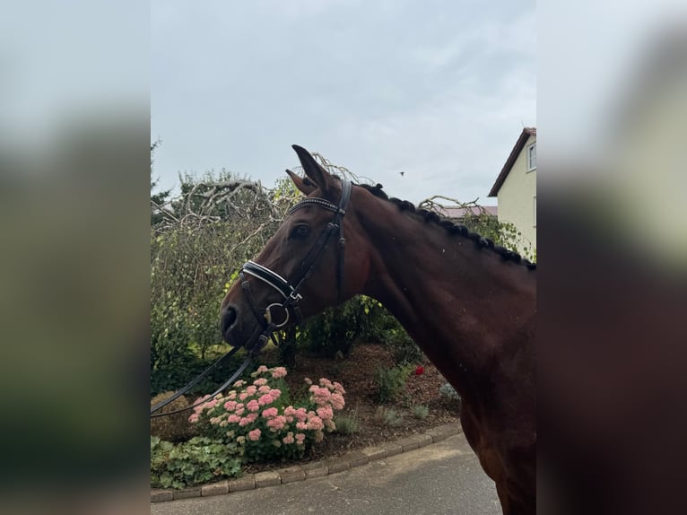 German Sport Horse Mare 4 years 16,2 hh Bay-Dark in Iggingen