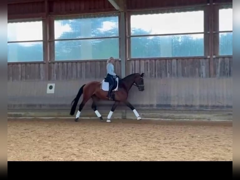 German Sport Horse Mare 4 years 16,2 hh Bay-Dark in Iggingen