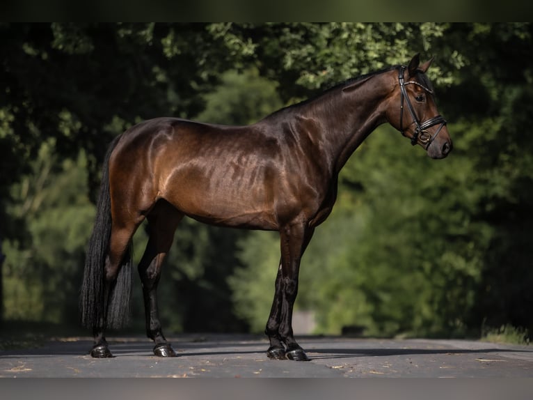 German Sport Horse Mare 4 years 16,2 hh Bay-Dark in Windhagen