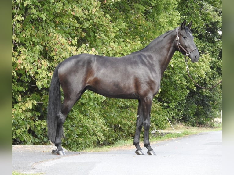 German Sport Horse Mare 4 years 16,2 hh Black in Verl