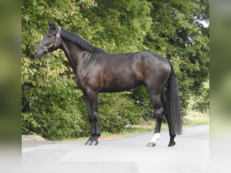 German Sport Horse Mare 4 years 16,2 hh Black in Verl