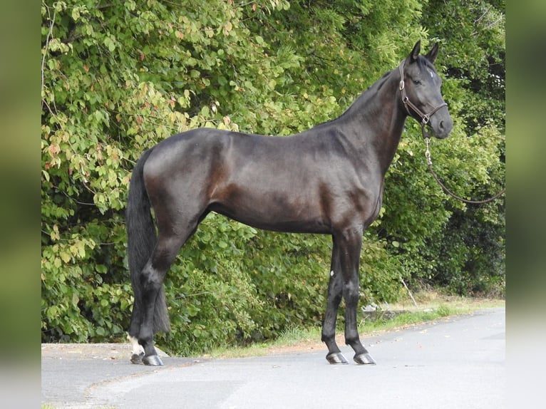 German Sport Horse Mare 4 years 16,2 hh Black in Verl