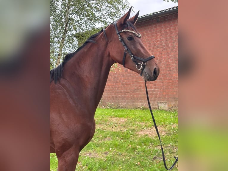 German Sport Horse Mare 4 years 16,2 hh Brown in Kirchdorf